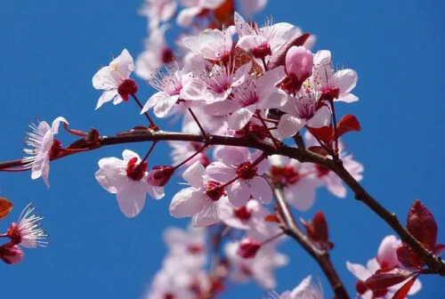 Cerisier- L'Esprit des Forêts