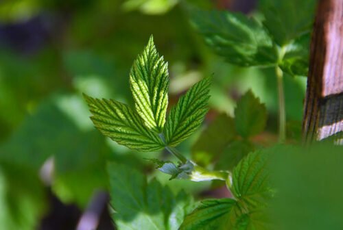 Framboisier - L'Esprit des Forêts