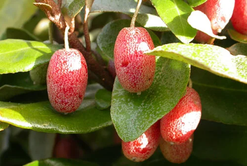 Goumi du Japon - L'Esprit des Forêts