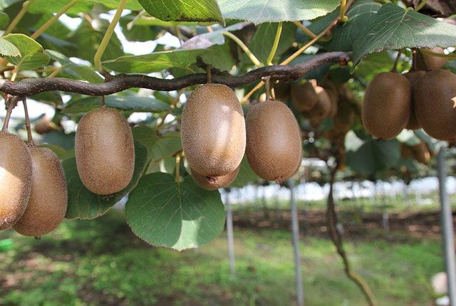 Kiwi - L'Esprit des Forêts