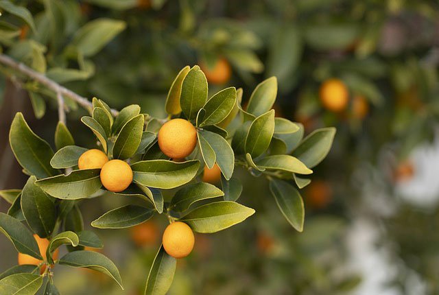 Mandarine Satsuma - L'Esprit des Forêts