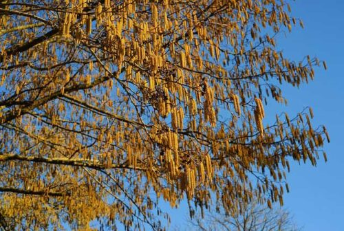 Noisetier - L'Esprit des Forêts