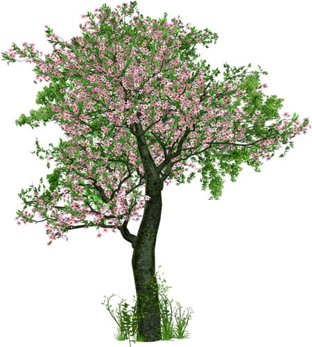 L'Esprit des Forêts - Plantez un arbre en France