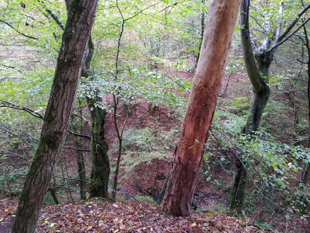 L'Esprit des Forêts - Plantez un arbre en France