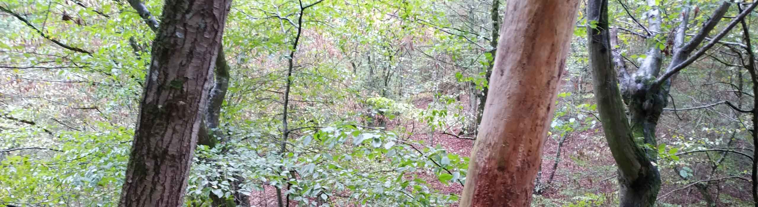L’Esprit des Forêts – Plantez un arbre en France L'Esprit des Forêts - Plantez un arbre en France