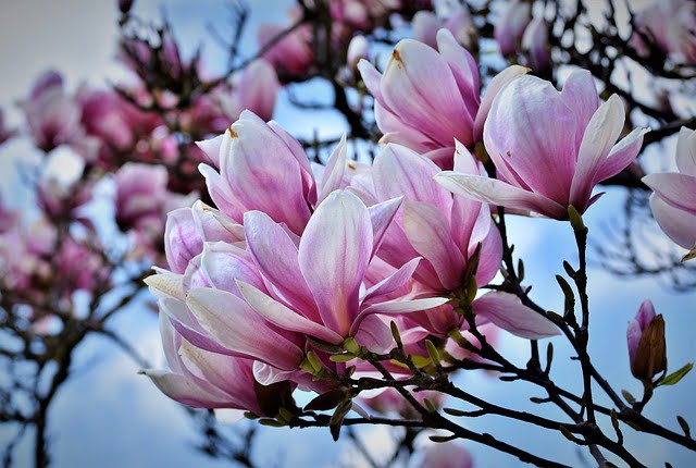 magnolia