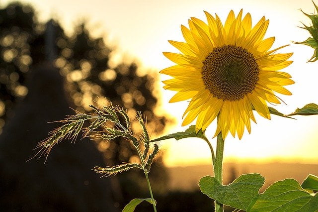 faire un jardin en permaculture